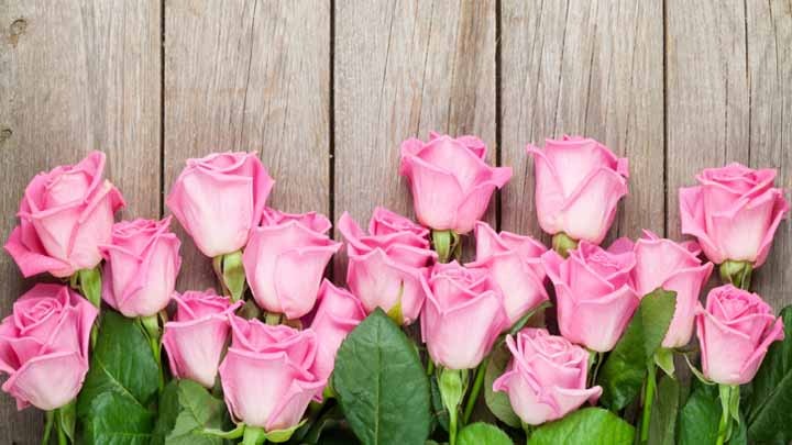 Rosen schneiden ist ganz einfach: darauf musst du achten! Rosen schneiden ist ganz einfach: darauf musst du achten!