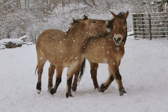 640px-Przewalski-Pferde_sich_beißend