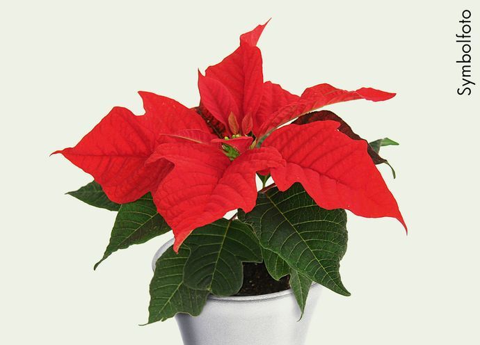 csm_130289_Mini-Weihnachtsstern_FB_2015_1500x1077_b08ce60490