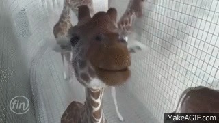 Smiling_giraffe_as_it_faced_the_camera