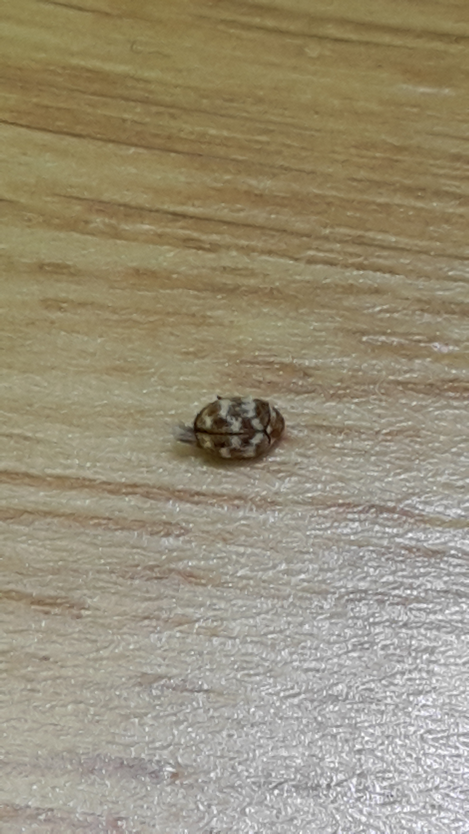 Hiiiiilfe Kafer Im Haus Wer Weiss Was De