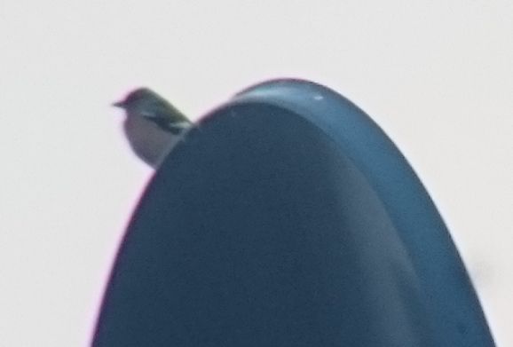 Vogel3