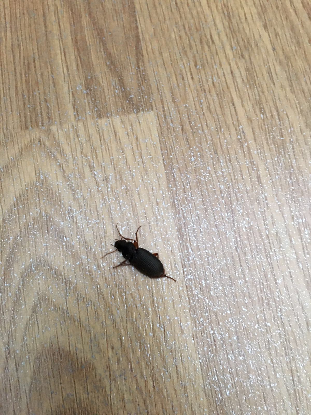 Ich habe ab und an kleine käfer bei mir in der wohnung die schwarz mit grau...