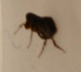 Insekt-5