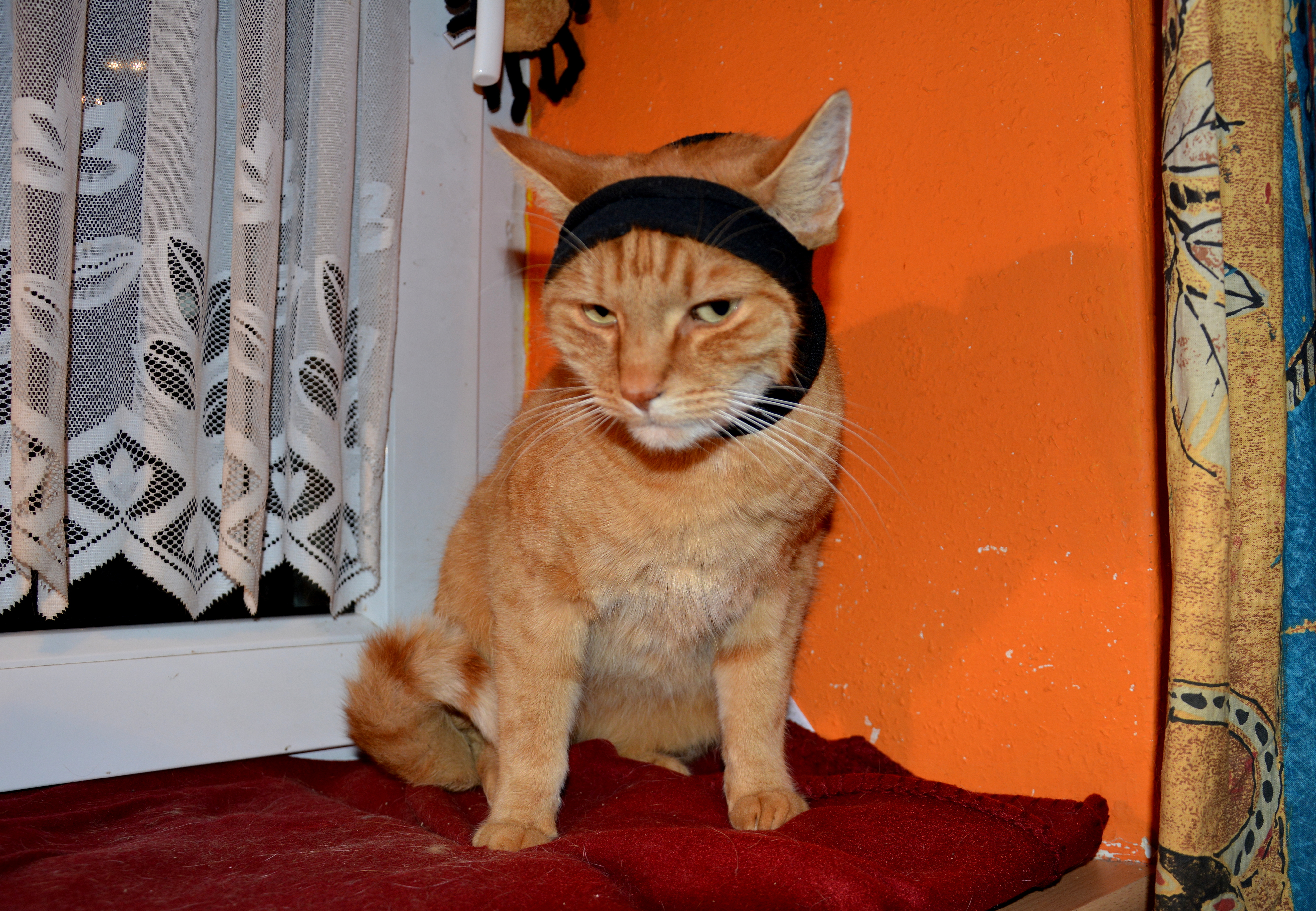 Katze Wunde Am Ohransatz Verbinden Wer Weiss Wasde
