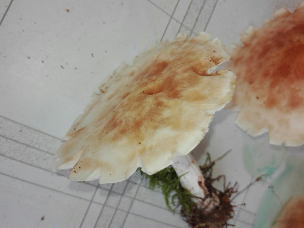 IMG-20170902-WA0000 IMG-20170902-WA0000