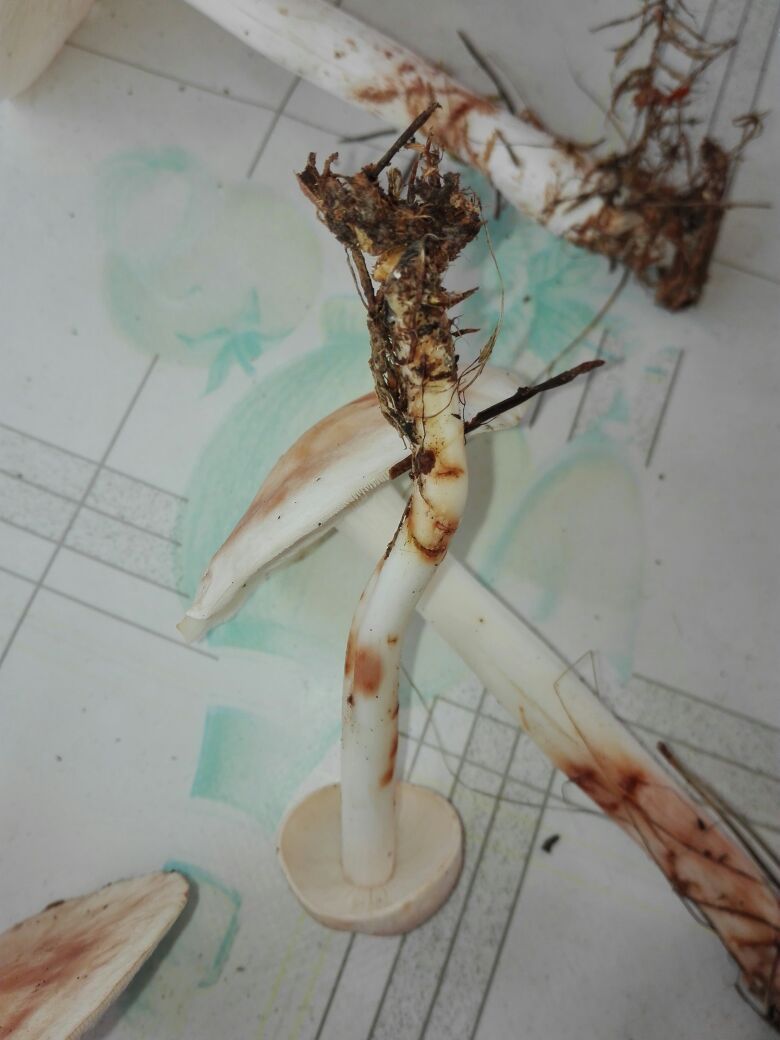 IMG-20170902-WA0001 IMG-20170902-WA0001