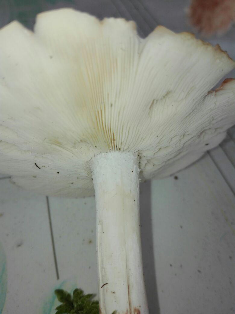 IMG-20170902-WA0007 IMG-20170902-WA0007