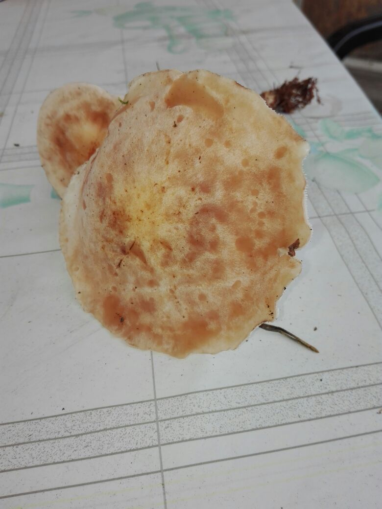 IMG-20170902-WA0004 IMG-20170902-WA0004