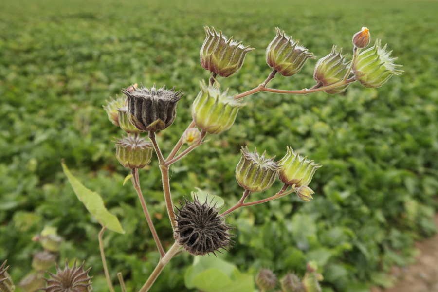 Unbekannte Pflanze Unbekannte Pflanze