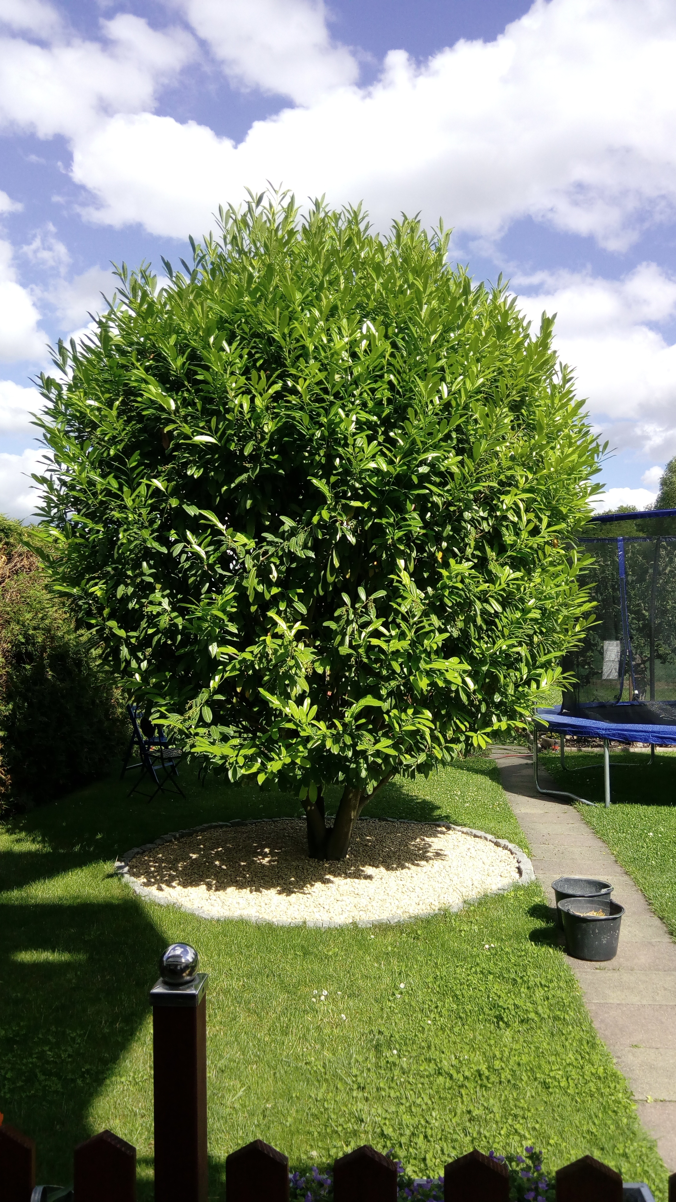 Kirschlorbeerbaum wirft Blätter ab werweisswas.de