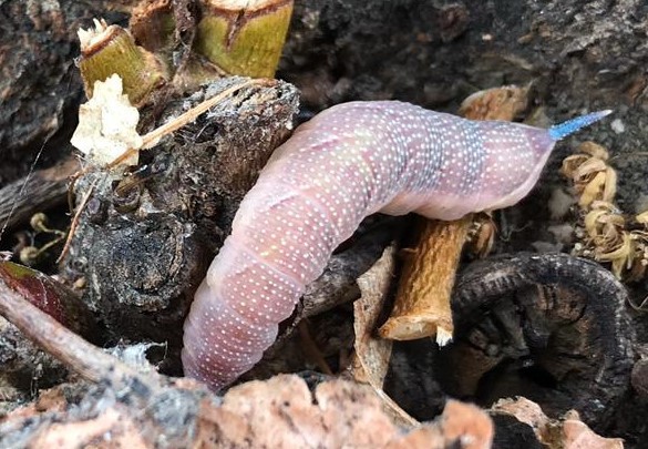 Schnecke Schnecke