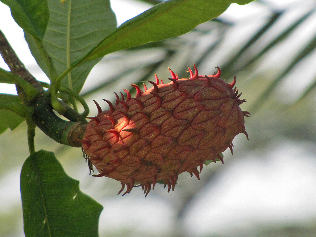 Welche Frucht / Pflanze ist das? werweisswas.de