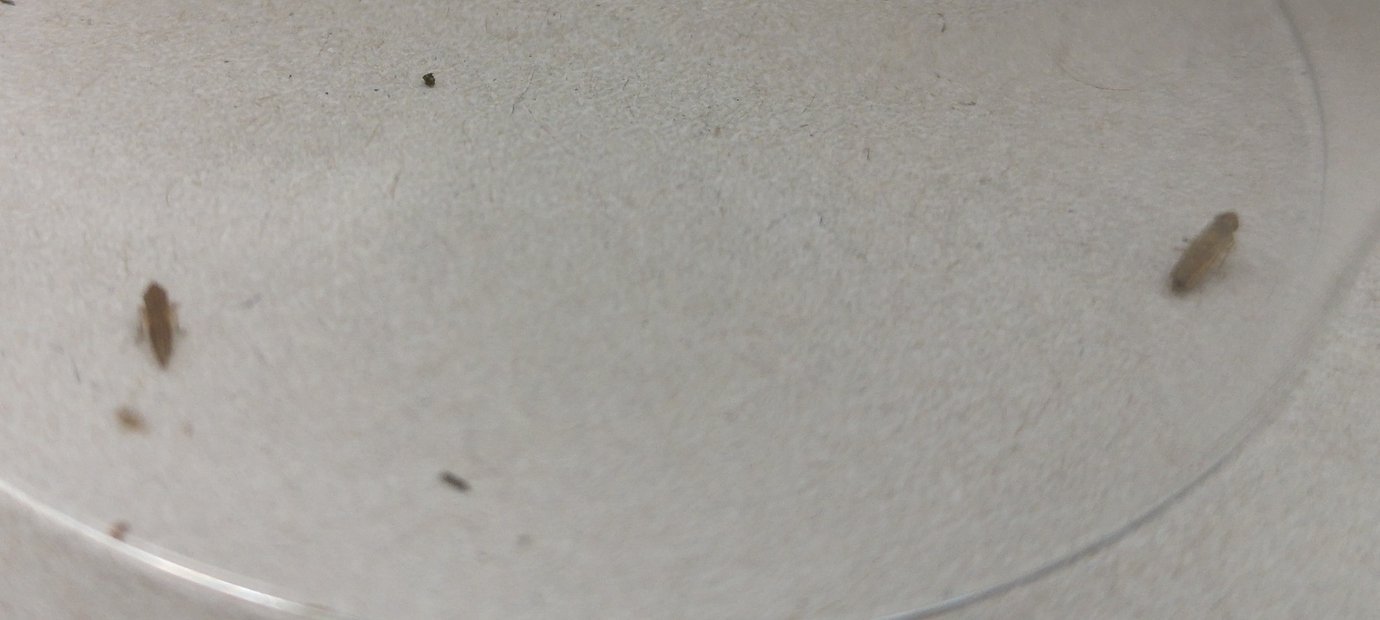 Springende Insekten auf Rasen - wer-weiss-was.de