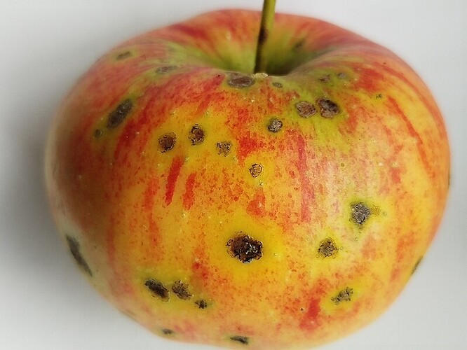 Apfel1