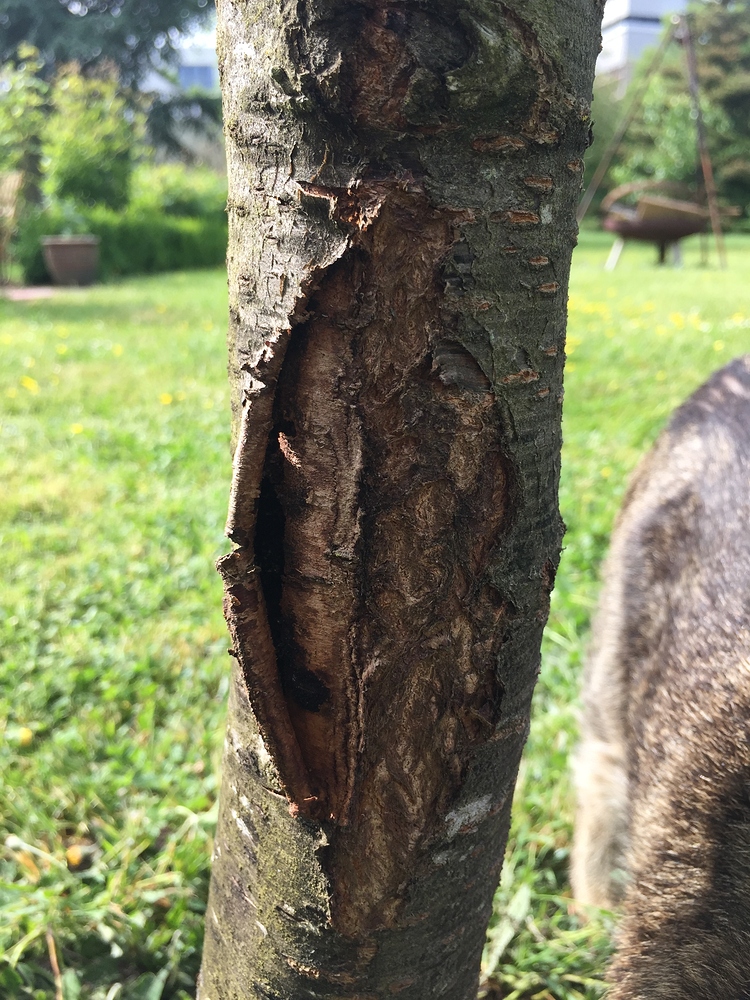 Schäden am Kirschbaum - wer-weiss-was.de