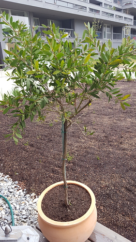 1460018023677-1441099947