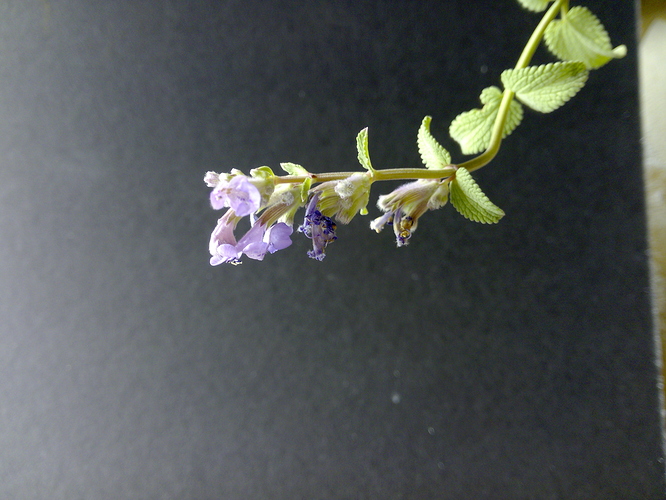 IMG_20160917_130523 IMG_20160917_130523