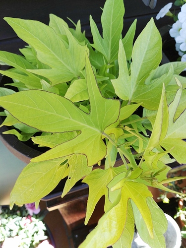 IMG_20170608_165042 IMG_20170608_165042