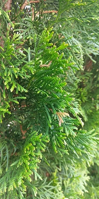 05-28-2017_09-09_1987