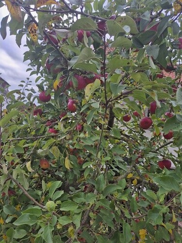 Apfelbaum 1