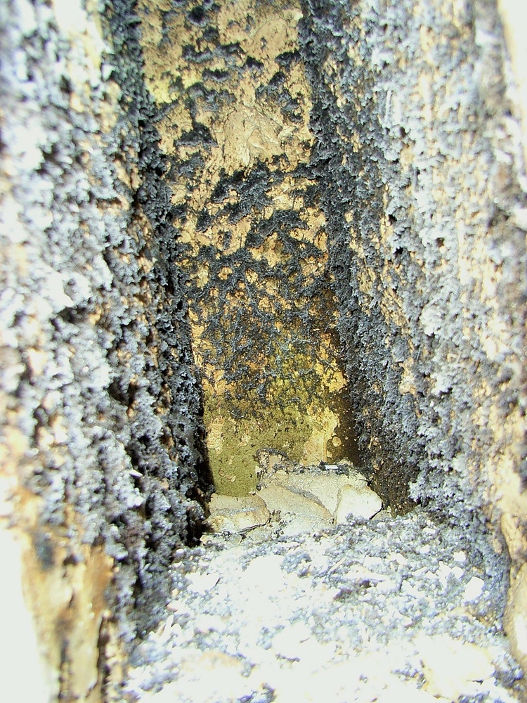 Fremde Essengerüche in meiner Wohnung wieso? - wer-weiss-was.de