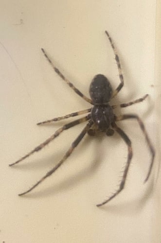 Nuctenea 03