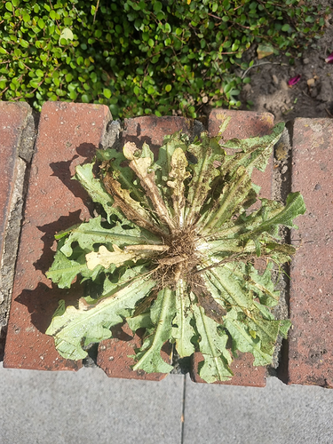 unkraut