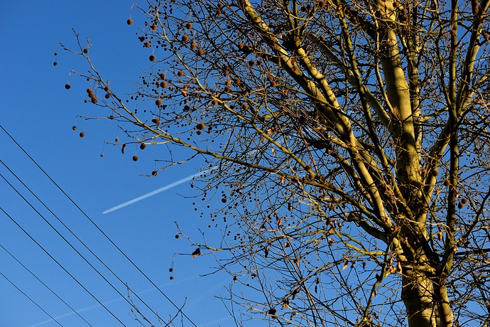 Flugzeug und Geäst