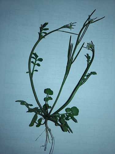 IMG_20160404_143611 IMG_20160404_143611