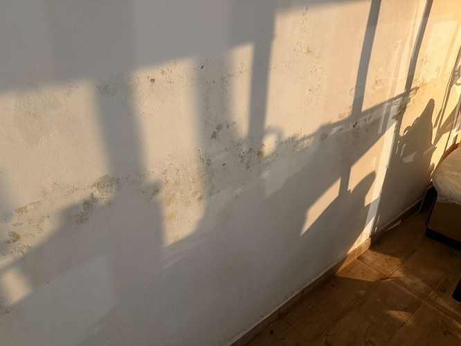 schimmel.auf.der.wand.1