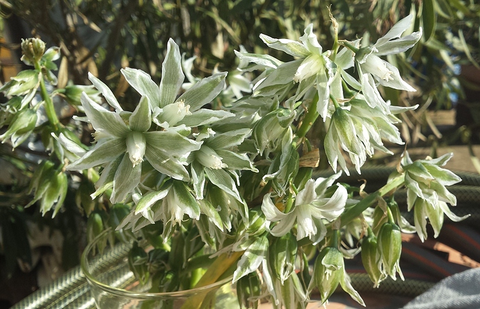 Unbenannte Pflanze Unbenannte Pflanze