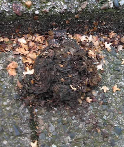 IMG_20200808_183552672_crop