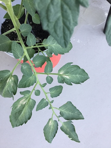 88037315-57F4-495C-A763-BFC76D3B2ADA 88037315-57F4-495C-A763-BFC76D3B2ADA