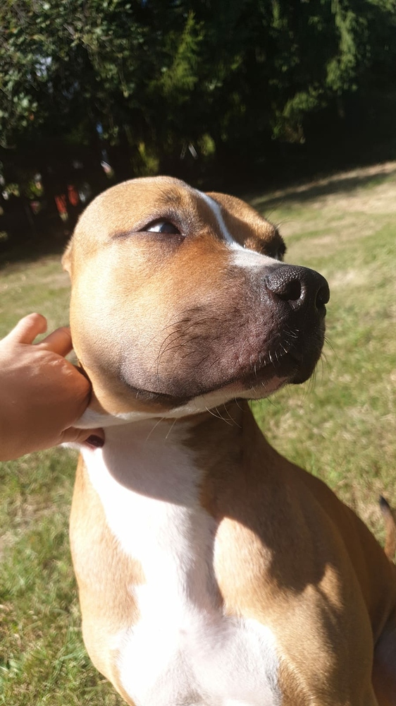 Hund seit 8 Wochen geschwollenes Gesicht. Tierärzte ratlos werweiss