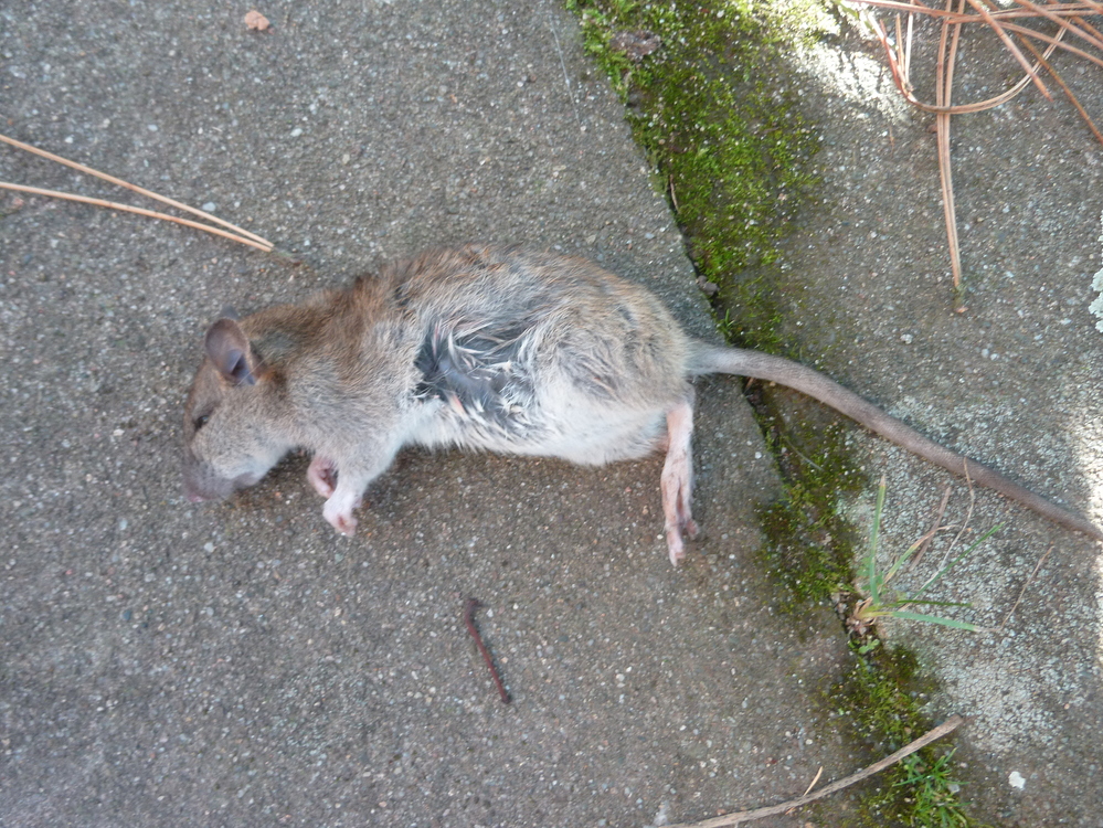 Ratte oder Maus werweisswas.de
