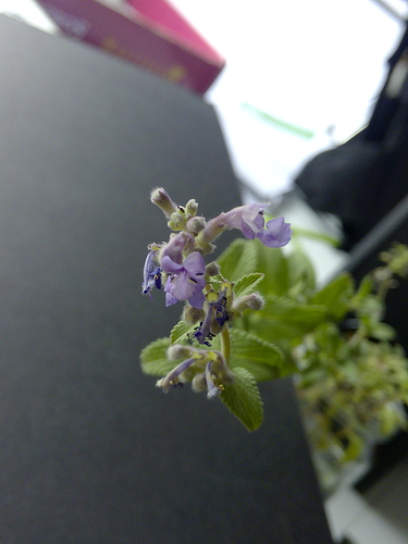 IMG_20160917_130032 IMG_20160917_130032