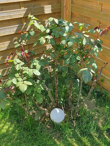 Garten2