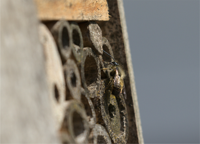 Bienenhotel