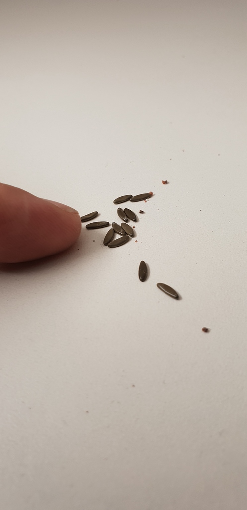 Ungeziefer. Eier auf dem Schrank - wer-weiss-was.de