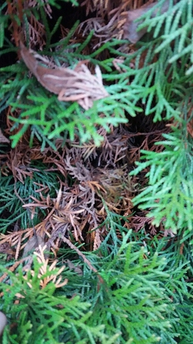 20180101_125359_resized