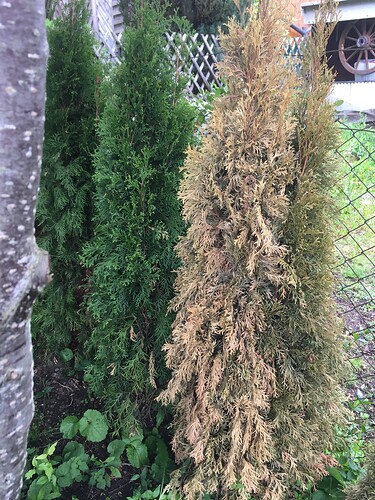 Foto 21.05.21, 17 53 01