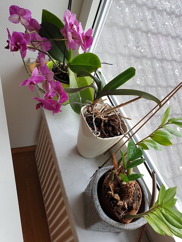 orchidee