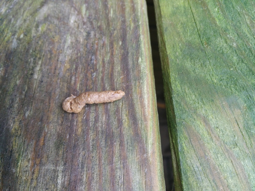 Welches Tier hat so einen Kot? werweisswas.de