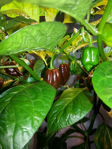 1445086475729723097568 1445086475729723097568