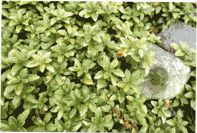 Unbekannte Pflanze Unbekannte Pflanze