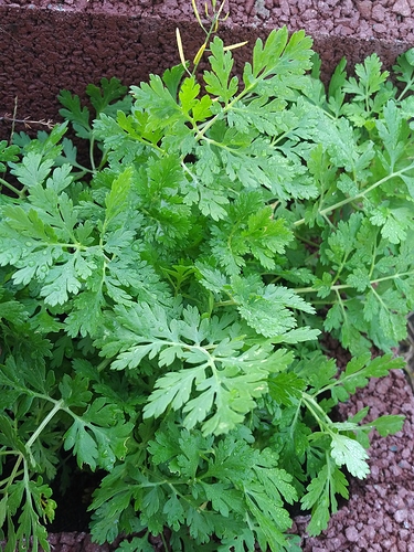 1509801451839117742889 1509801451839117742889