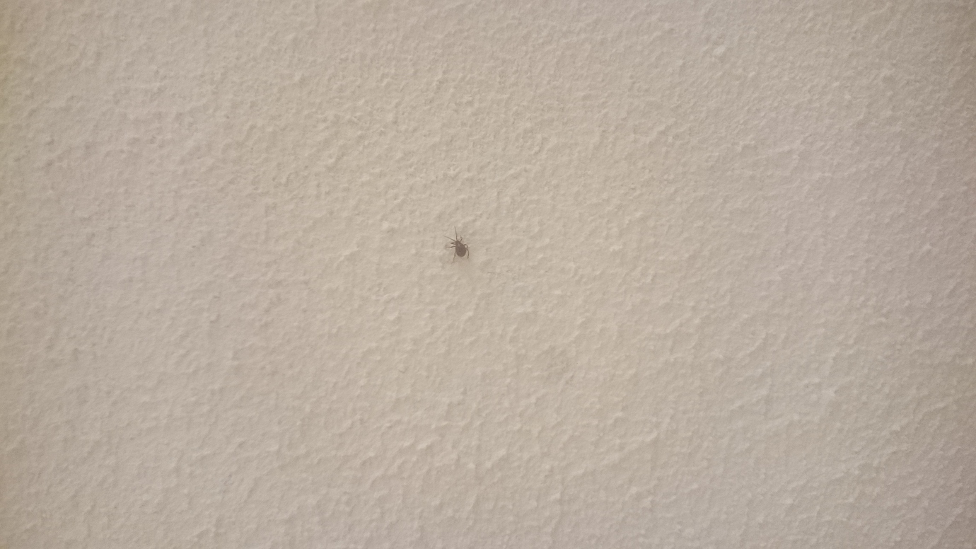 Insekten in der Wohnung! Was ist das und was soll ich dagegen tun? werweisswas.de