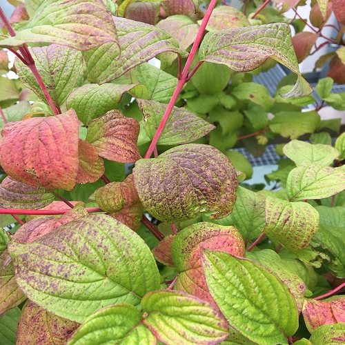 68744dbb-0d57-4f56-8439-d46085a521fa