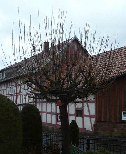 Kugelahorn vor Schnitt - 1
